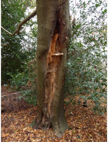 On a longitudinal beech wound in Epping Forest, UK.